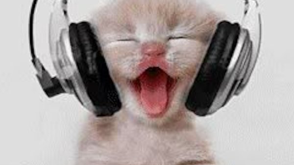Котенок в наушниках
