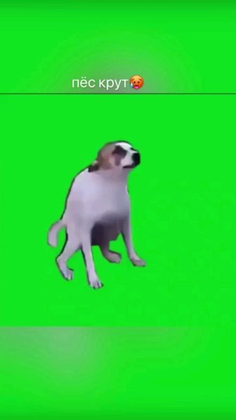 Танцующая собачка gif