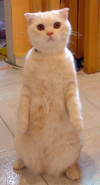 Котик стоит на задних лапах