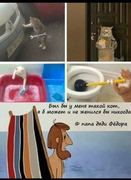 Был бы у меня такой кот прикол