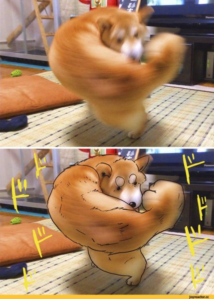 Собака с бицухой