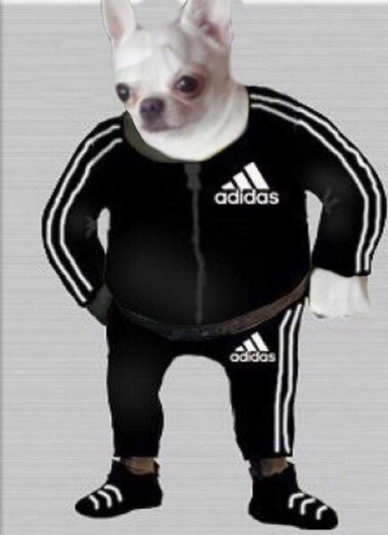 Мышь в адидасе