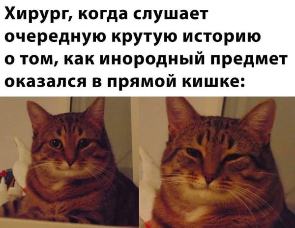 Мемы с улыбающимся котом