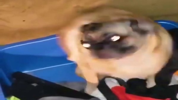 Мопс флексит в хорошем качестве