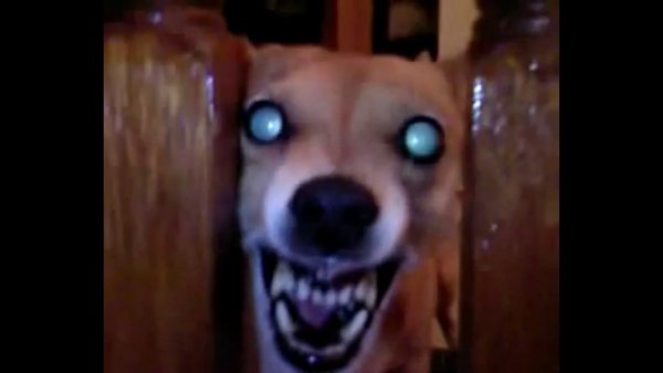 Злая собака из мема