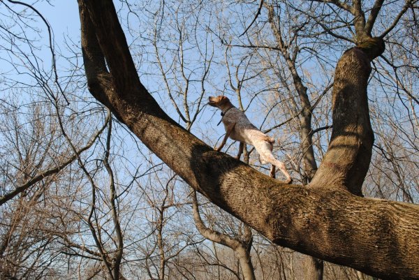 Собака на дереве