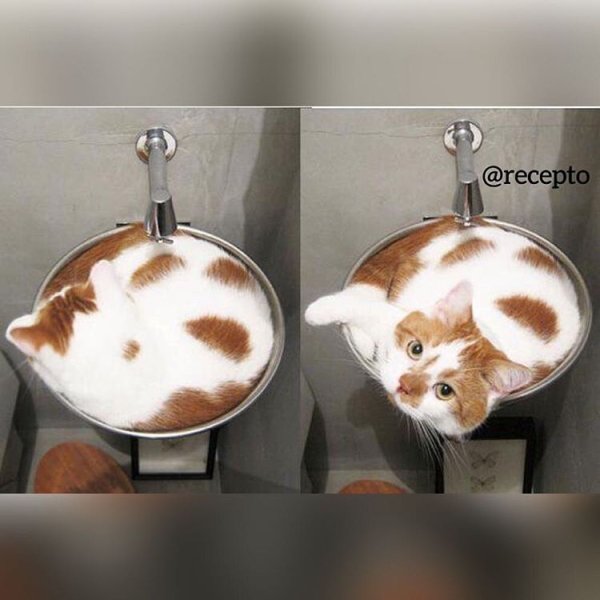 Котики смешные мемы