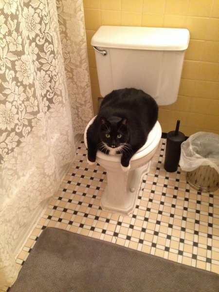 Унитаз для кошек