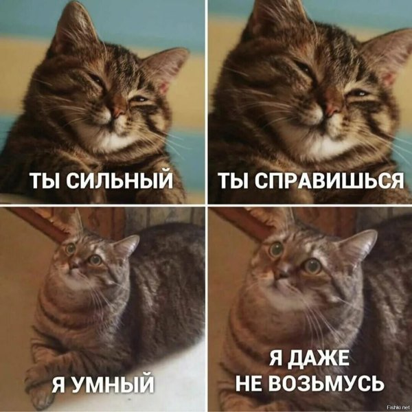 Смешные мемы с котами и надписями