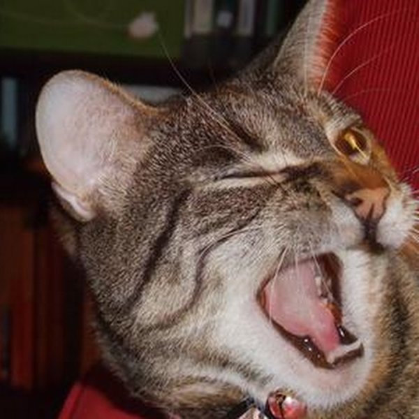 Кот смеется