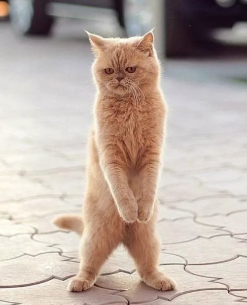 Кот на двух лапах