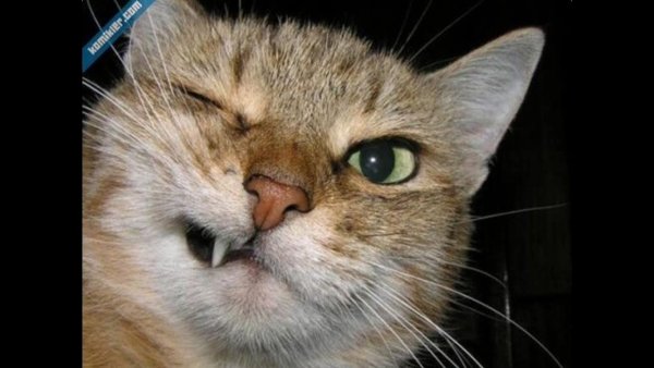 Хитрая кошка