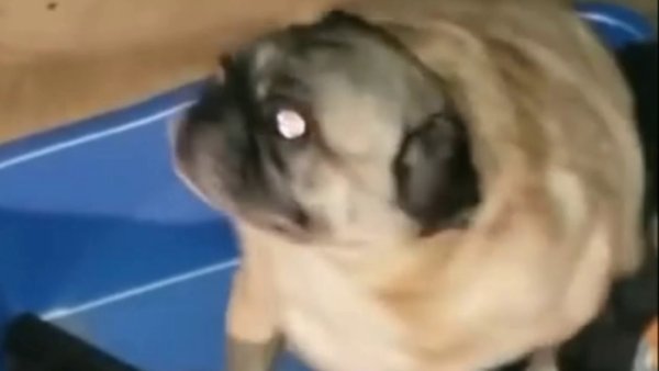 Мопс танцует