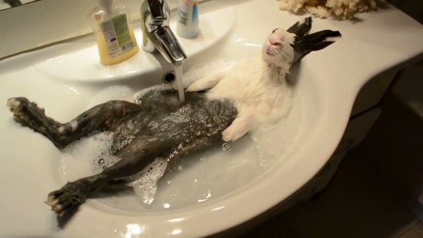 Кошка в ванне