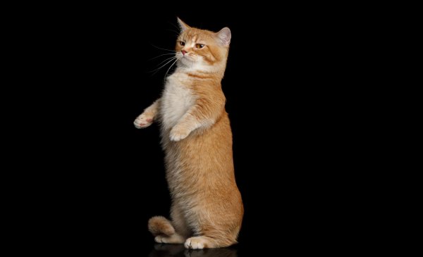 Рыжий кот на задних лапах