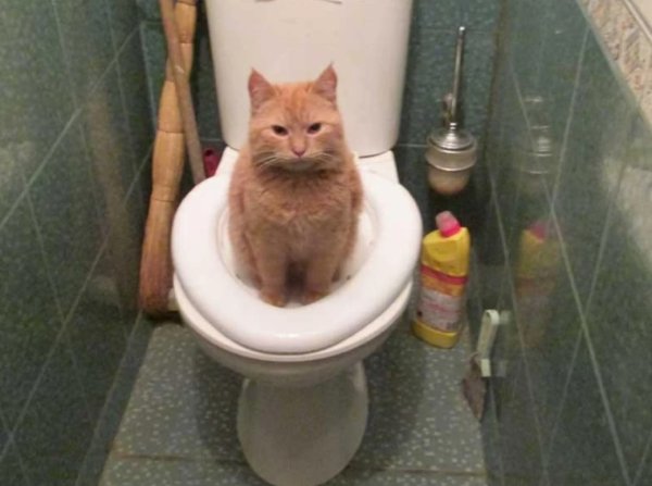 Кот на унитазе