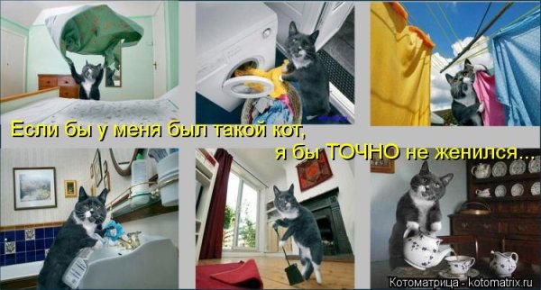 Хозяйственный кот