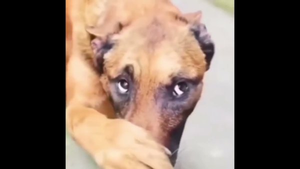 Собака закрывает нос