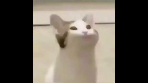 Поп кот