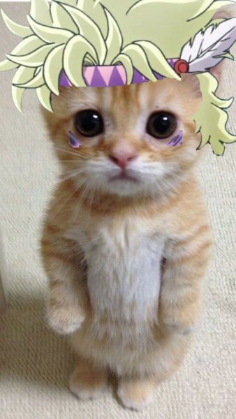 Смешные котята