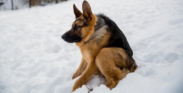 Овчарка Макс