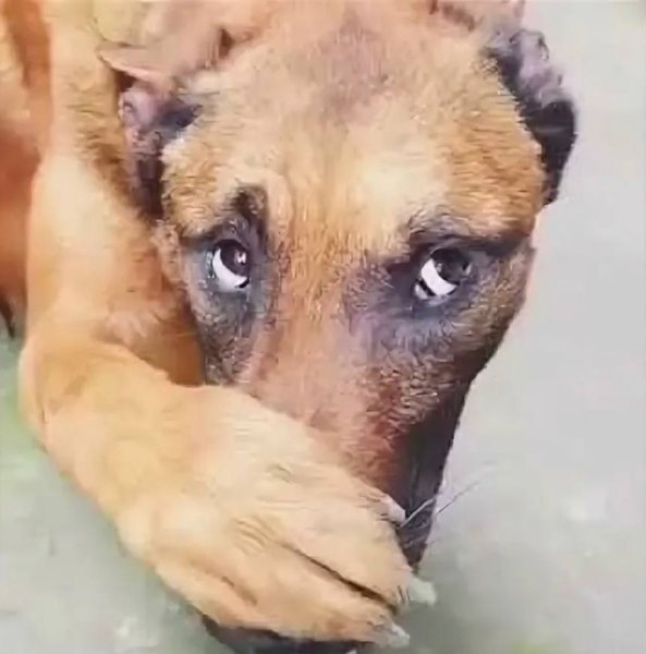 Собака прикрывает нос лапой