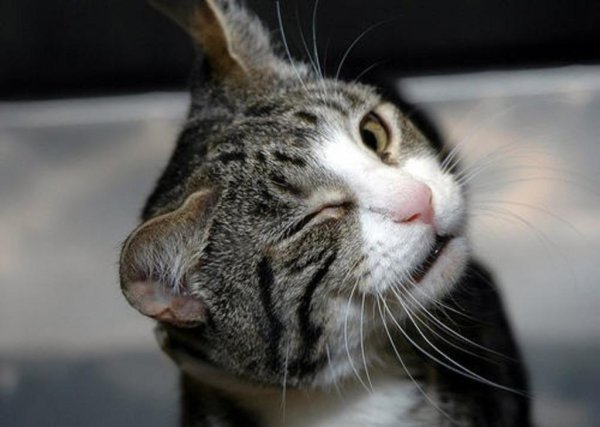 Кот подмигивает