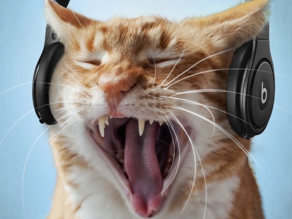 Кот в наушниках