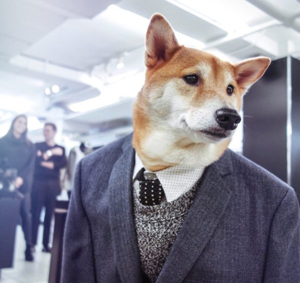 Собака в пиджаке