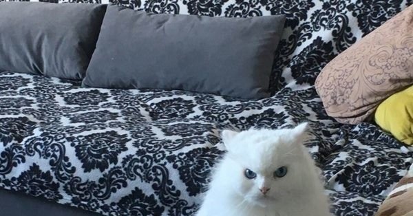 Котик агрессивно молчит