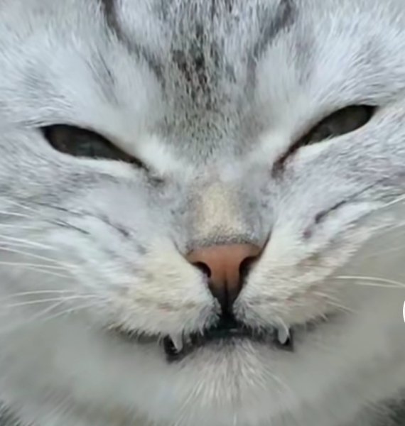 Кот подмигивает