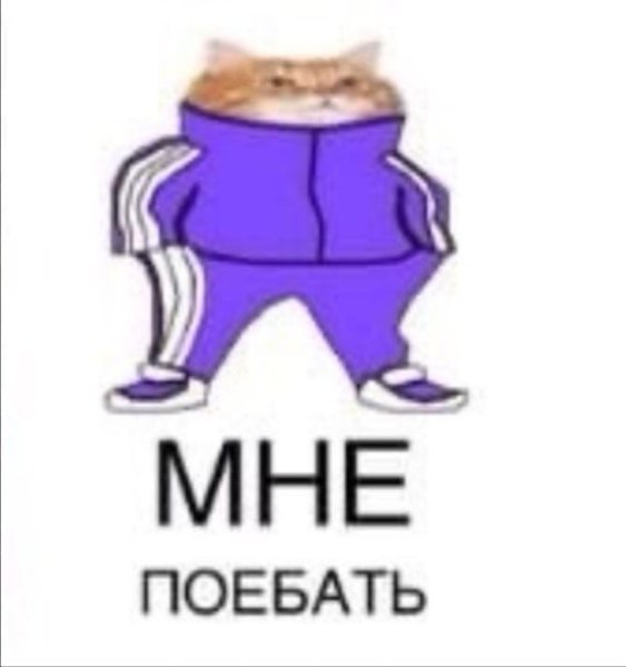 Собака в костюме адидас Мем