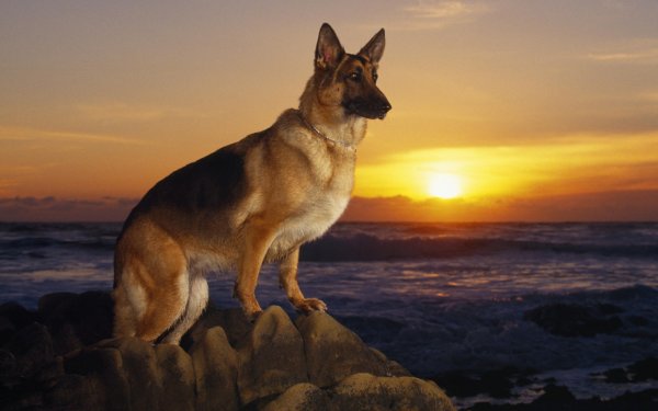 Немецкая овчарка волкодав