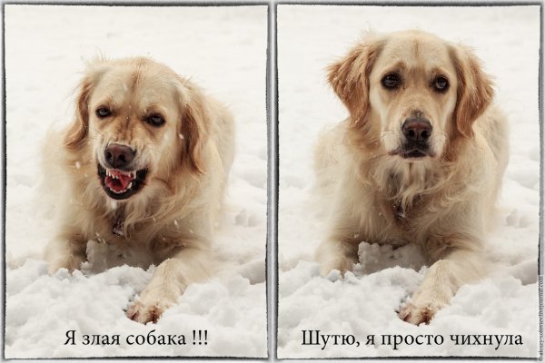 Добрые собаки