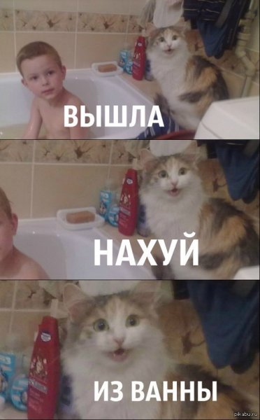 Кот в ванне