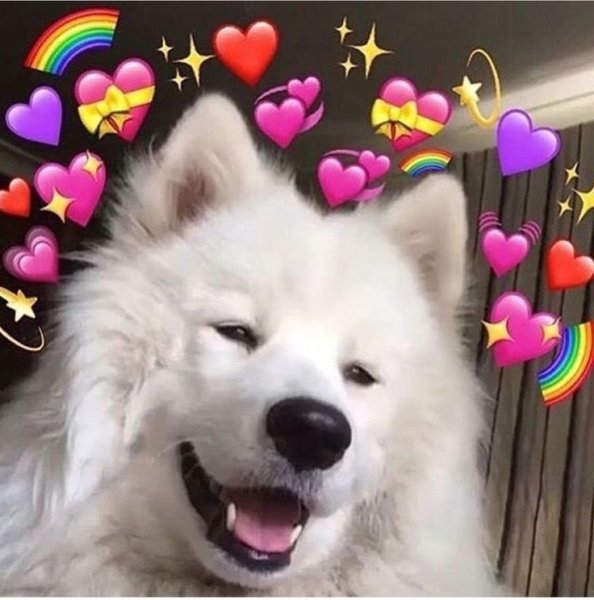 Лайка самоед