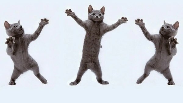 Котенок танцует
