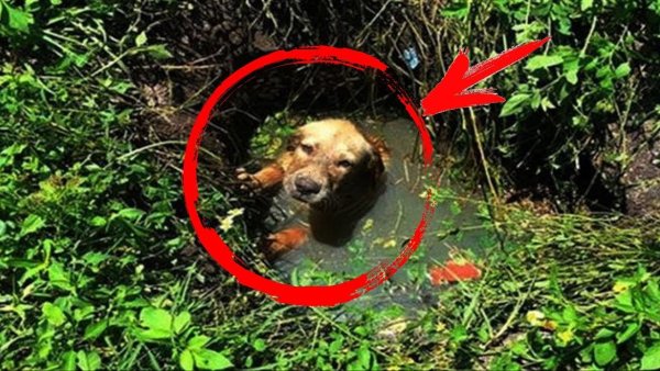 Болотные собаки древние