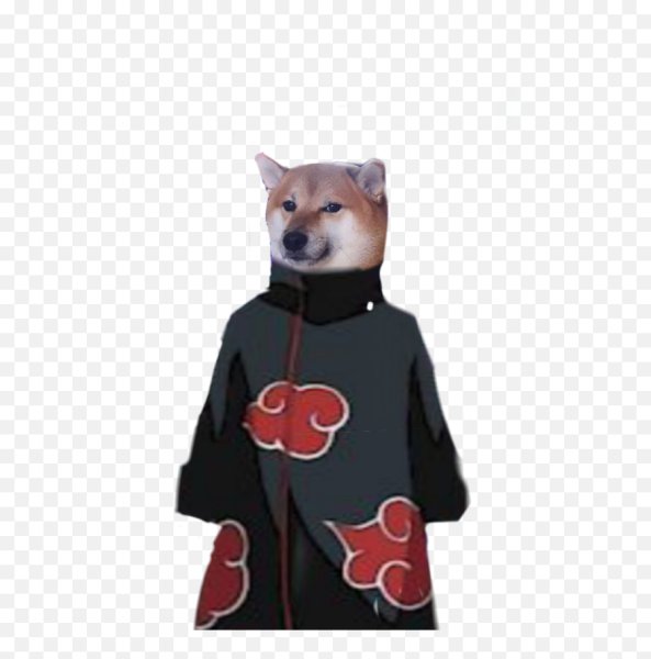 Сиба-ину Doge