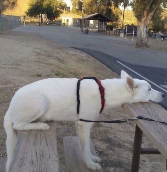 Прилёг сидя постоять