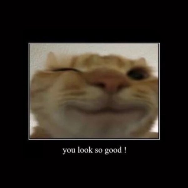 Котик подмигивает