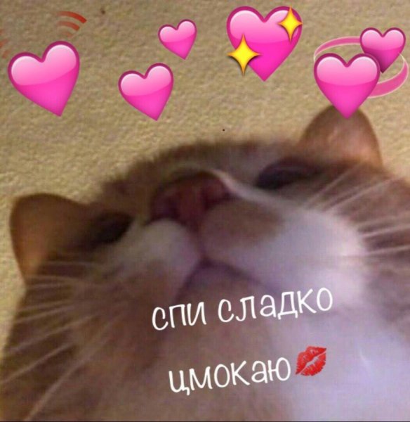 Милый котик с сердечками