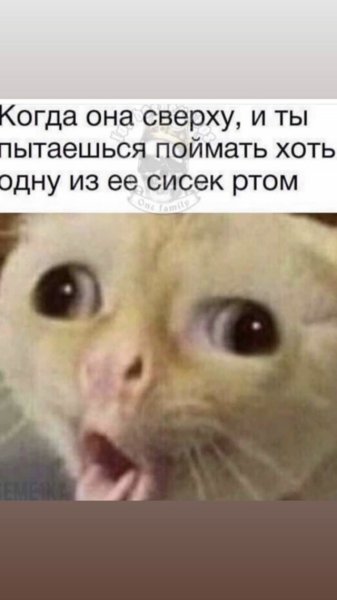 Мем котик с языком трубочкой