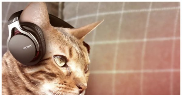 Кошка с наушниками