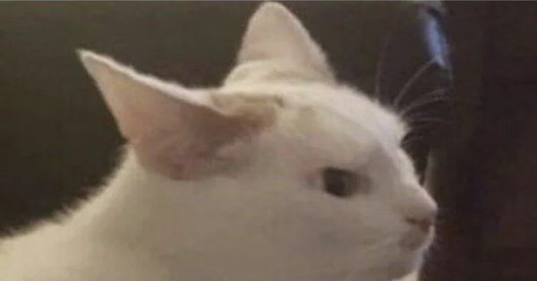 Агрессивно молчит кот Мем