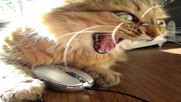 Кот в наушниках на аву