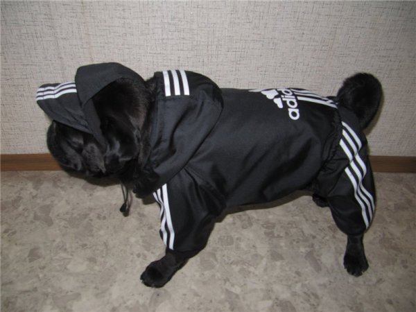 Собака в костюме adidas