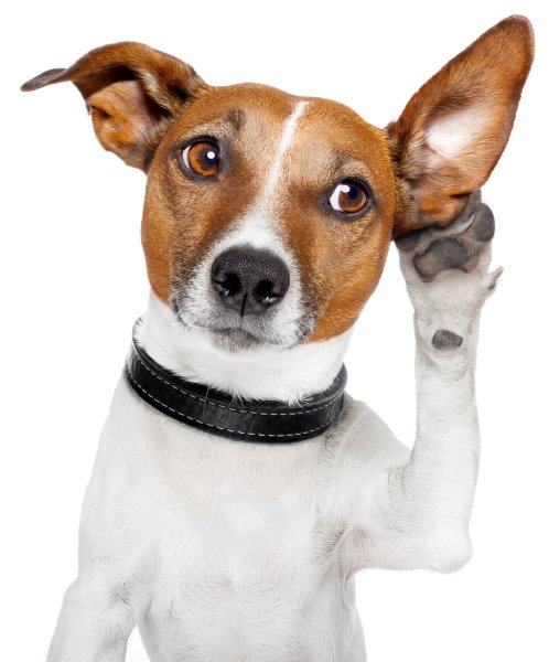 Джек-Рассел-терьер жесткошерстный