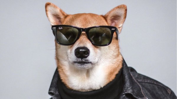 Крутые животные в очках