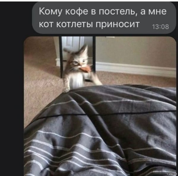Мне бы такого кота